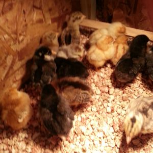 Babies in the brooder. They are only 4 days old.