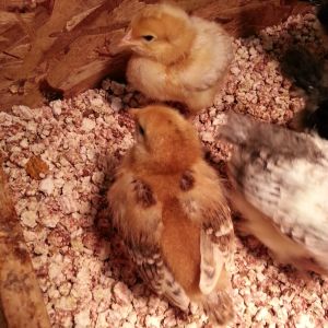 Almost 3 weeks old. Rhode Island Red bottom left; ISA brown at top. Both of these breeds seem to be friendly and do not mind being held.