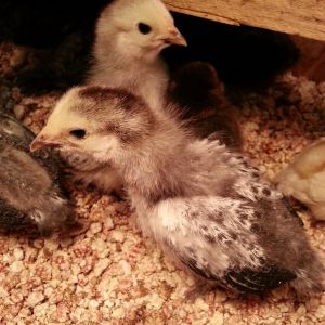 3 weeks old- 2 Welsummer chicks.
