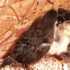 3 weeks old- Silver laced Wyandotte (Welsummer in the middle)