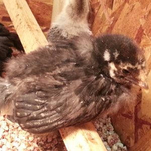 SLW. Almost all (24 total) the babies have figured out how to roost