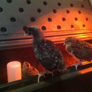 Cuckoo marans 2wks