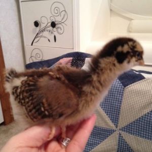not sure if this is barnevelder, speckled Sussex or golden laced wyadonette