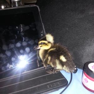 Crested Mallard, BobRoss. Blurry, but then what duckling is still while awake? She liked my iPad.