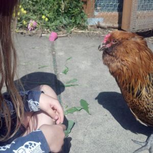 Our Easter egger all grown up