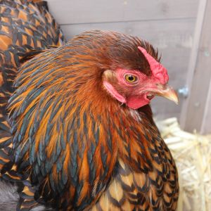 Golden Laced Wyandotte all grown up