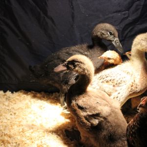 New brood of birds. 3 ducklings, 1 speckled Sussex, 2 Easter eggers