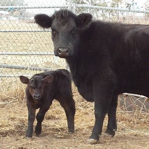 After reading suggestions online, we found that Mom was moo-ing for her in the spot she gave birth.  We can't believe she returned just like we had read.  We coerced her into the pen and re-introduced Hope to her.  After lots of crossed fingers and little patience, Hope found her way to Mom and began nursing.  Mom wasn't thrilled at first but finally connected with her baby.  Thank goodness Mom nursed Hope in the first hour or so after birth.. that Colostrum "gold" sure helped with Hope's survival and of course the TLC she received.