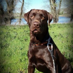 Meet Jager.. Good looking pup if I do say so myself!