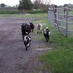 Treat time!  4 dwarfs and a rescued fainting goat