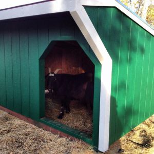 The fainting goat (Scaredy Goat) checking out their new house.