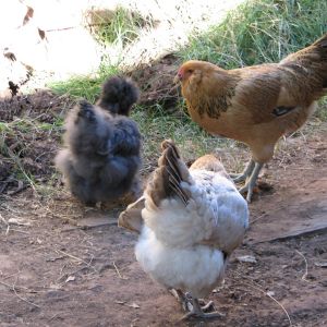 Cheryl our silkie hen, Blondie showing us her bottim & foxy lady from maryhysong..