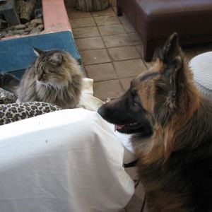 fluffy & Rue just chill'n. waiting for us to start up the fire pit