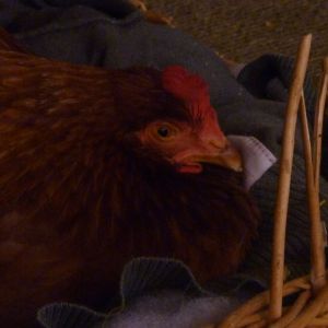 Sally spending the night inside cause her original spot was by the road.