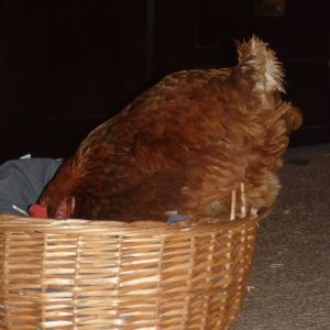Turning her eggs.