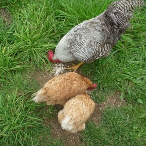 Just after Rocky did his cute call to let them know he found food!