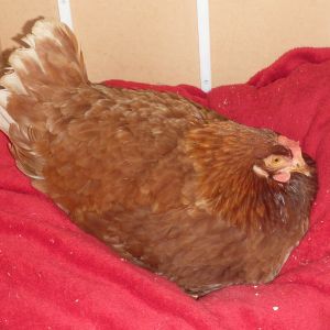I was scared she might of enjoyed being out with Rocky so much that she wouldn't go back to her eggs, but she did.