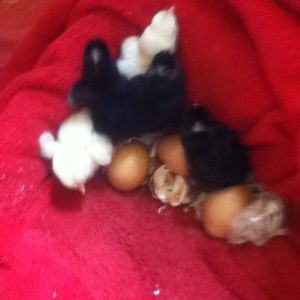 My babies! Look at how fluffy they are! I hope they're all hens but we think one white and one black are roosters.