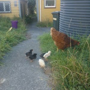 Babies being introduced to the big world by mama.