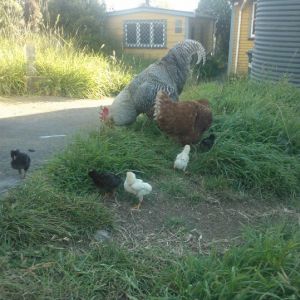 Chicken family!