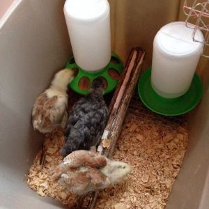I added a little roost to their brooder. It wasn't the best spot; it only made it easier to poop in the water.