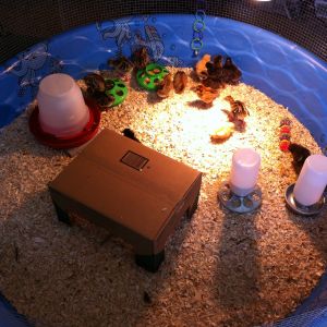Our first chicks! We didn't have time to get the coop up before the chicks arrived at the feed store. We could have waited, but they were selling fast! So we set up this brooder in a spare bedroom out of a kiddie pool, hardware cloth, and some old bird toys. Here we have 5 buff orpingtons, 5 barred rocks, 6 easter eggers, and 5 turkeys. The turkeys had to be separated at first, they were being buttheads at first, bullying my chicks. But after a few days, the chicks learned how to give it right back, and now they get along fine.