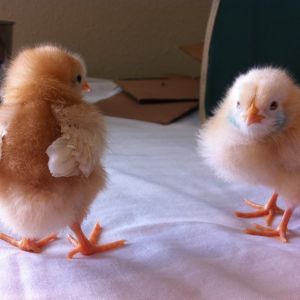 Buttercup on the left, and Lady on the right. She had some sort of eye problem when we first got her, I didn't notice till I got her home her eyes wouldn't open. But after wiping with a warm damp cloth, she's fine! Had to put some no peck lotion next to her eyes, because the other chicks wouldn't quit picking on her.