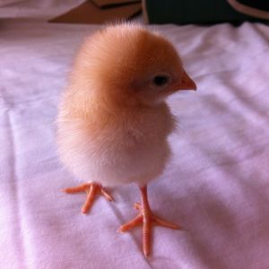 Buttercup, although the smallest of the chicks, this one is the most territorial over scratch. After looking up the signs of a cockerel (Deeper orange color), my husband stated, "Well, Buttercup may be a Butternut"!!! That made me laugh so hard!