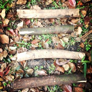 The rungs for my chicken ladder.