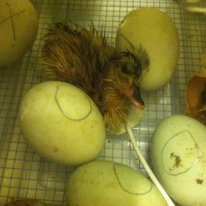 Just hatched - Pekin/Mallard cross