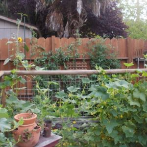 My garden. I like to call it "controlled chaos." I grow veggies year round, but do mostly container gardening in the winter. Hoping to share this space with the girls after my summer veggies are spent.