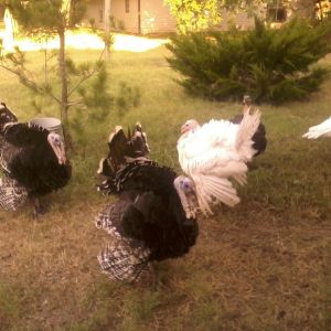 I miss my Turkey's.  Thinking about getting some more.