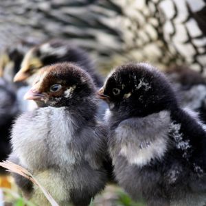 Silver laced Wyandotte