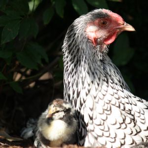 Silver laced Wyandotte .