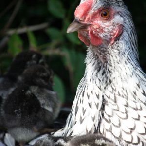 Silver laced Wyandotte