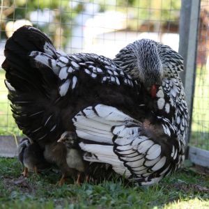 Silver laced Wyandotte