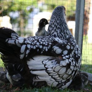 Silver laced Wyandotte