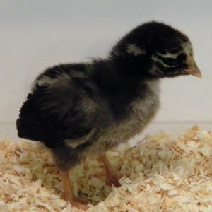 Silver Laced Wyandotte drk - 1wk
