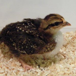 Speckled Sussex - 2wks