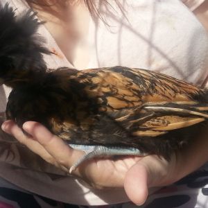 So, I am sitting in a closed off area with my new pullets (two polish and silkie) and I am taking some pics on my cell phone. I find a good one where THIS bird hopped up onto my knee all on her own. My daughter has been keeping her in her room and "training" her to be docile, sit on her arm, and wear a harness. (we did this with a rooster, and it worked). As I am trying to see what picture I want to attach to the text message.....she hops into my other hand and lays down. This is the hand I was trying to use to poke at my cell....LOL. I guess this docile thing is working with her too.