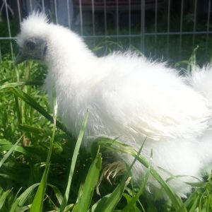 The silkie does NOT like to hold still. Hopefully she is Snowball