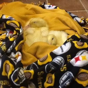 Biggy & Smalls age 4 wks.