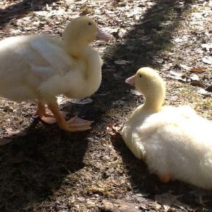 Biggy will sit more than Smalls.  He had splayed legs, but is better! Thank you Amigma!  Smalls will stand up  whenever I reach over to pet them. I always say " good job Smalls " with much attention to Smalls. NOW Biggy will stand up & gets lots of congrats & attention for doing this.  He now will take more steps & stick out the big chest. I then say who are my Buff ducks & they are both so happy!!  It is good strength technique for him.