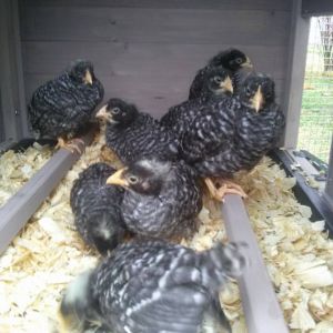 *
7 weeks old (holding 4 for a friend) from Poultry Hollow in TN