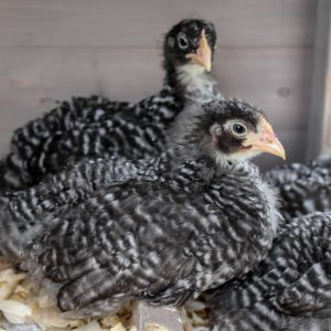 8 weeks old Tweenagers