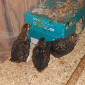 "Rusty", Midnight" & "Copper" @ 4 weeks old
Could they be Gold Laced wyandotte's?