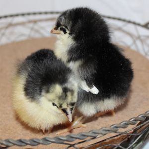 This is Ethel and Sylvia at 2 days old.  Ethel has more black on her beak and is more yellow
