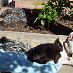 Broody & Buster take a snooze in the sun while the rest of the girls enjoy a dust bath.