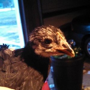 One of my new pullets