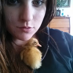 Indian Runner Duckling